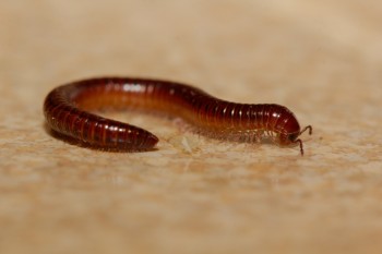 Millipede