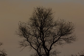 Tree By Moonlight