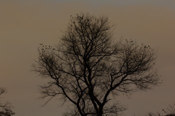 Tree By Moonlight