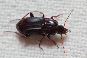 Woodland Ground Beetle