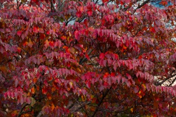 Cornus kousa