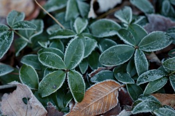 Frost on Vinca