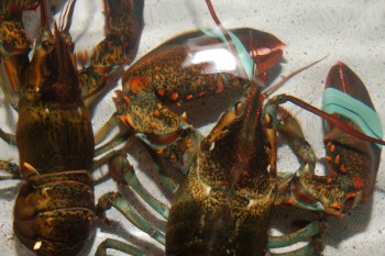 American lobster (<em>Homarus americanus</em>)