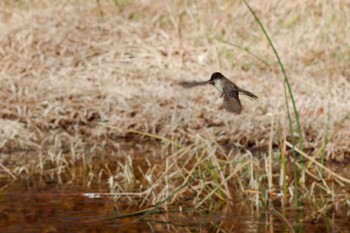 Eastern Phoebe (Sayornis phoebe)