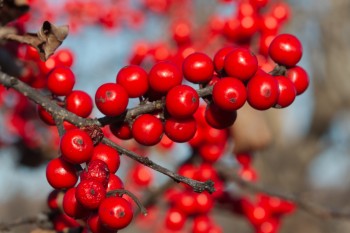 Ilex verticillata (Winterberry)