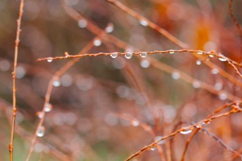 Wet Weeds