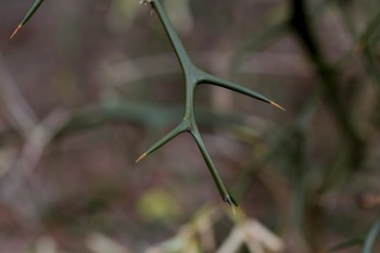 Trifoliate Orange (Citrus trifoliata)