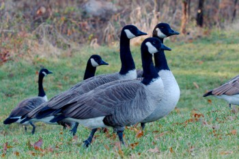 Canada Geese (Branta canadensis)