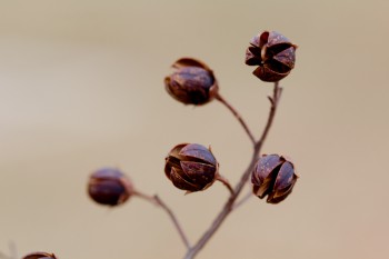 Crape Myrtle Seed Pods