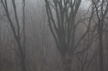 Foggy Day