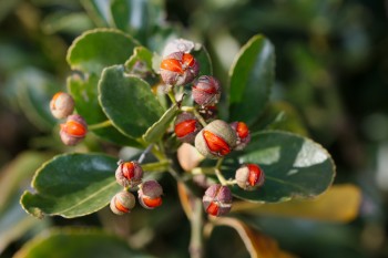 Euonymus japonicus (Japanese spindle)