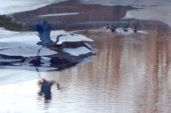 Great Blue Heron Taking Off from Partially Frozen Pond