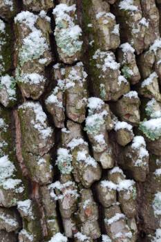 Snow on Tree Bark