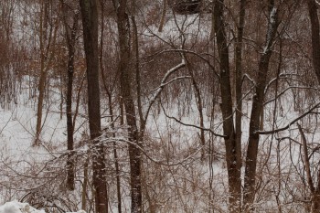 Snow In The Trees