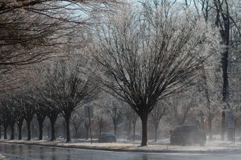 Icy Trees, Wet Roads