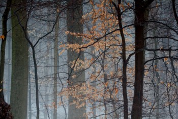 Fog Amid The Trees