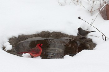 Cardinal and Junco