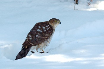 Hawk With Prey