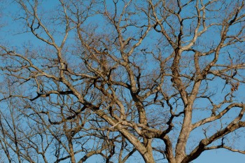 Oak Branches