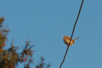 Carolina Wren (<em>Thryothorus ludovicianus</em>)