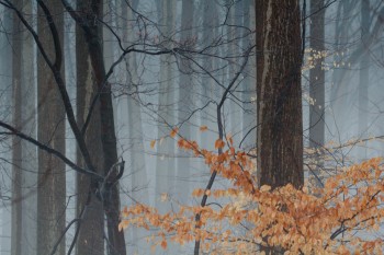 Another Foggy, Rainy Evening