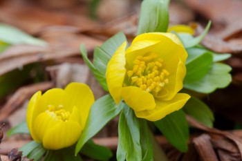 <em>Eranthis hyemalis</em> (Winter Aconite)