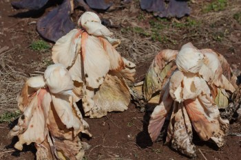 Cabbage Ladies