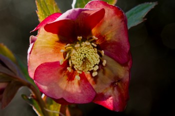 Helleborus 'Mango Magic'