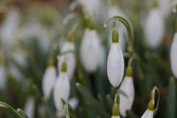 Galanthus nivalis (Common snowdrop)