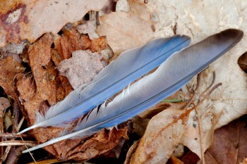 Blue Jay Feathers