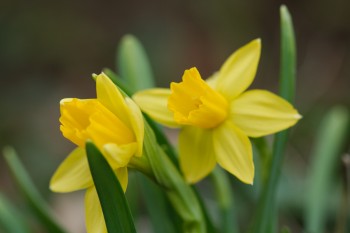 Our First Daffodils