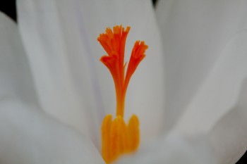 White Crocus