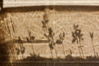 Shadows of Trifoliate Oranges