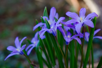 Chionodoxa luciliae (Glory-of-the-Snow)