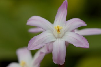 Chionodoxa forbesii 'Pink Giant'