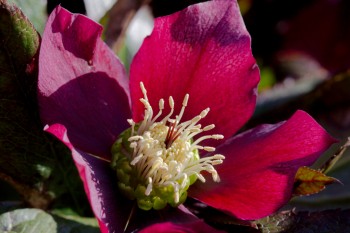 Helleborus (Lenten Rose)