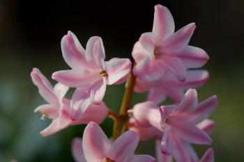 Pink Hyacinth