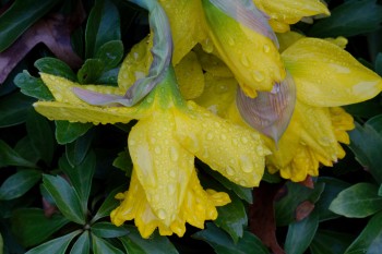 Daffodils In The Rain