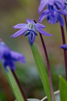 Scilla siberica (Siberian Squill)