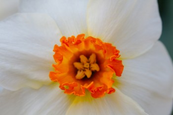 Daffodil