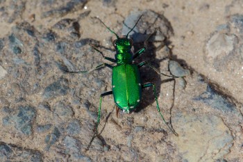 Six-spotted Tiger Beetle (Cicindela sexguttata)