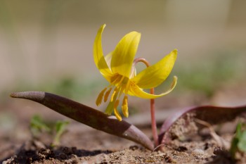 Erythronium americanum (Yellow Trout-Lily)