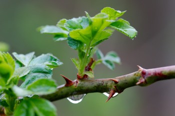 Rose Stem, Thorns, and Leaves
