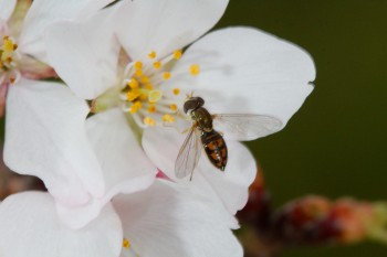 Toxomerus marginatus (Syrphid Fly)