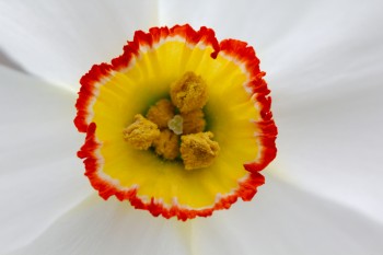 Daffodil ‘Actaea’