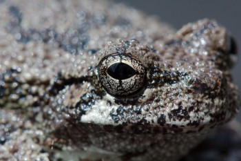 Hyla versicolor (Gray Tree Frog)