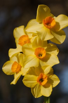 Narcissus 'Falconet'