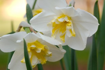Daffodil ‘Lemon Beauty’