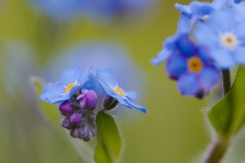 Forget-Me-Not (Myosotis)