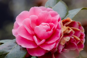 Camellia japonica